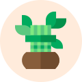 lucky bamboo online