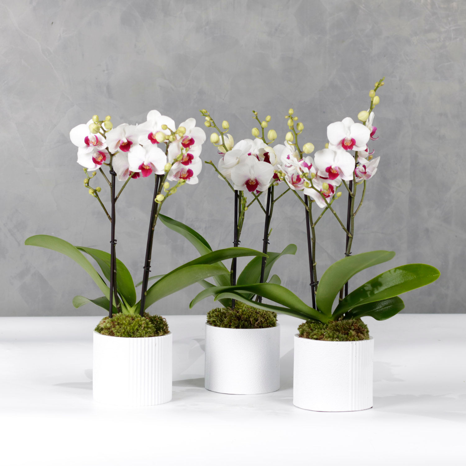 Online Trio Of Multiflora Orchids Gift Delivery in Kuwait - FNP