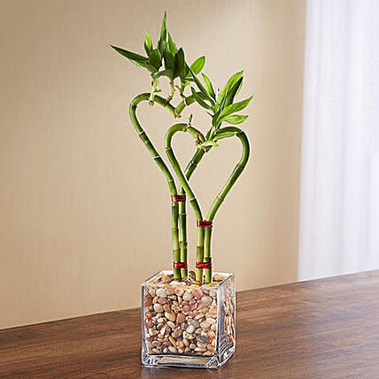 Online Heart Shaped Bamboo Plant In Glass Vase Gift Delivery in UAE - FNP