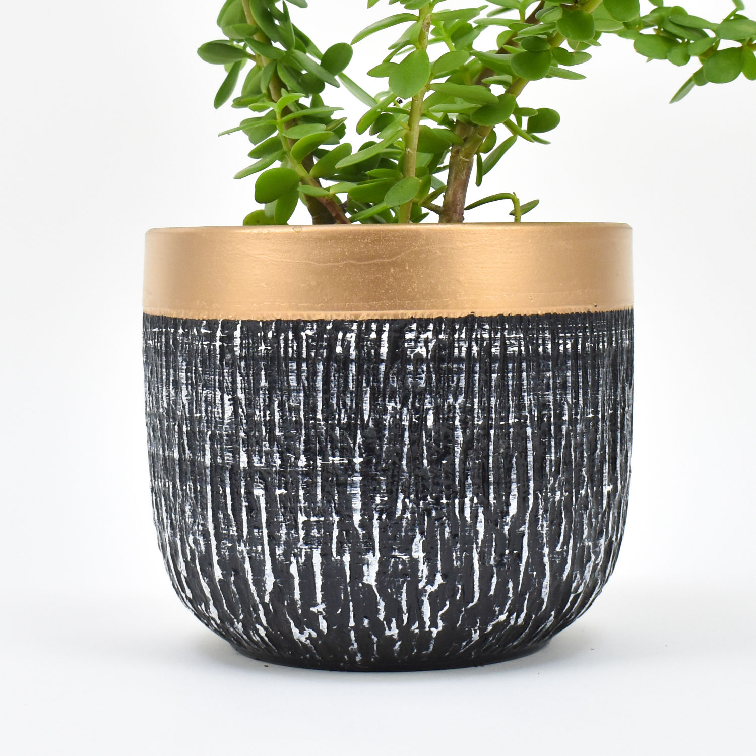 Online Jade Plant In Black Pot Gift Delivery in UAE